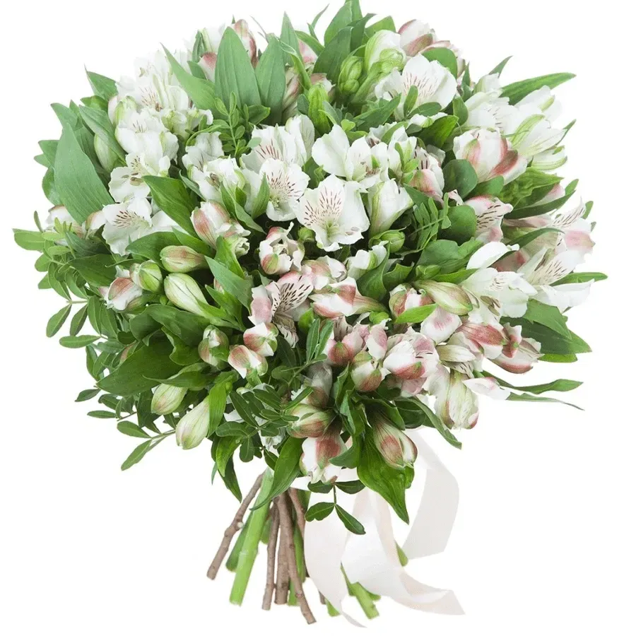 Альстромерия белая