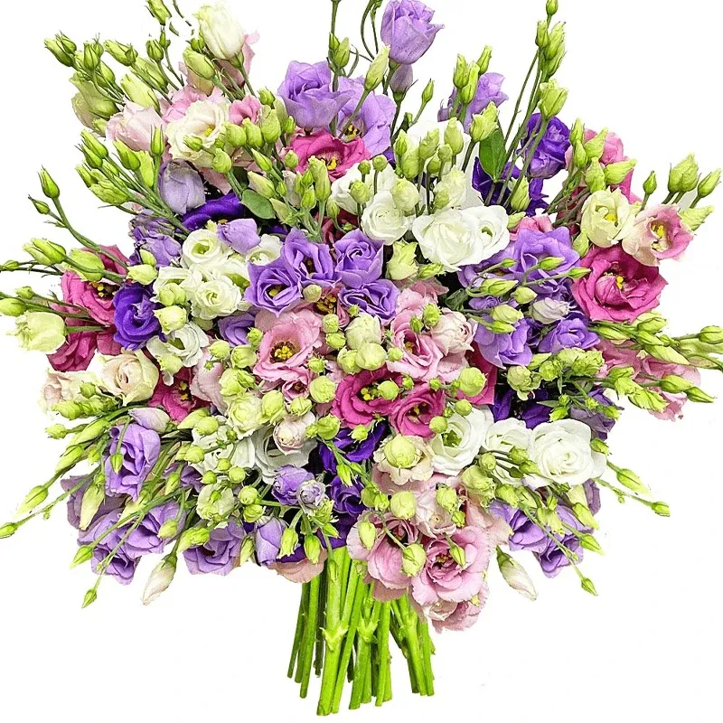 Эустома микс №4