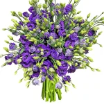 Эустомы фиолетовые