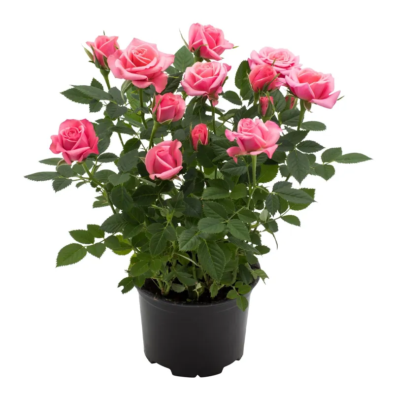 Кустовая розовая роза в горшке